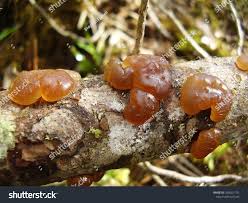 Attēlu rezultāti vaicājumam “Dacrymyces stillatus”