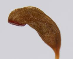 Attēlu rezultāti vaicājumam “Funaria hygrometrica sporophyte”