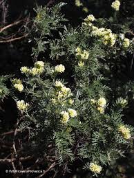 Attēlu rezultāti vaicājumam “Anthyllis maritima bud”