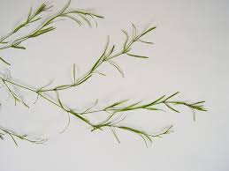 Attēlu rezultāti vaicājumam “Najas major leaf”