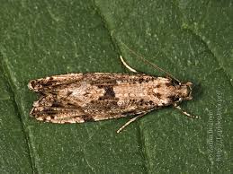 Attēlu rezultāti vaicājumam “Morophaga choragella”