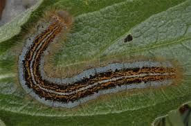 Attēlu rezultāti vaicājumam “Malacosoma castrensis”