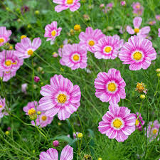 Image result for Cosmos bipinnatus