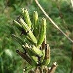 Attēlu rezultāti vaicājumam “Oenothera biennis fruit”