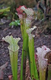 Attēlu rezultāti vaicājumam “Leucogyrophana sororia”