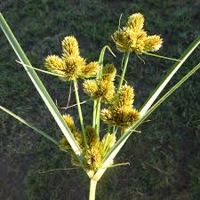 Attēlu rezultāti vaicājumam “Cyperaceae”