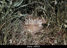 Attēlu rezultāti vaicājumam “Crex crex nest”