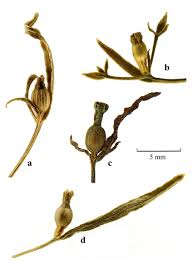 Attēlu rezultāti vaicājumam “Thesium ebracteatum”
