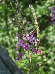 Attēlu rezultāti vaicājumam “Epilobium parviflorum”