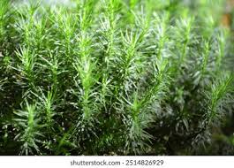 Attēlu rezultāti vaicājumam “Polytrichastrum formosum”