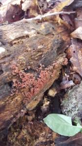 Attēlu rezultāti vaicājumam “Arcyria denudata spores”