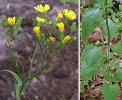 Attēlu rezultāti vaicājumam “Lapsana communis”