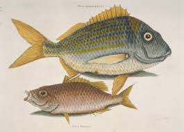 Image result for Haemulon sciurus