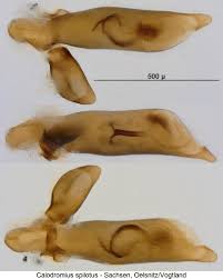 Attēlu rezultāti vaicājumam “Calodromius spilotus”
