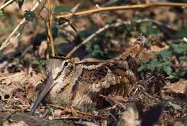 Attēlu rezultāti vaicājumam “Scolopax rusticola nest”