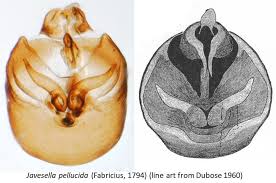 Attēlu rezultāti vaicājumam “Javesella pellucida”