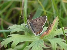 Attēlu rezultāti vaicājumam “Lycaena tityrus female”