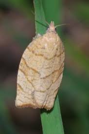 Attēlu rezultāti vaicājumam “Pandemis corylana”