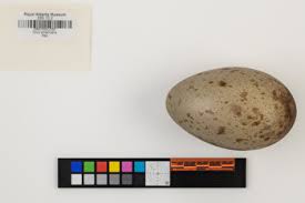 Attēlu rezultāti vaicājumam “Grus grus eggs”
