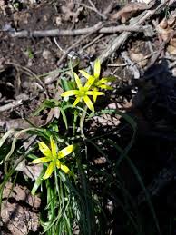 Attēlu rezultāti vaicājumam “Gagea pratensis flower”