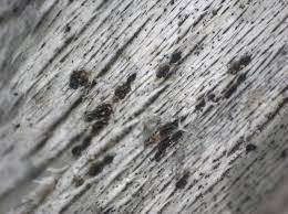 Attēlu rezultāti vaicājumam “Xylographa paralella”