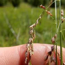 Attēlu rezultāti vaicājumam “Glyceria striata leaf”