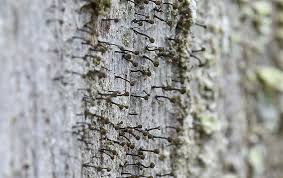 Attēlu rezultāti vaicājumam “Chaenotheca brunneola”