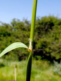 Attēlu rezultāti vaicājumam “Calamagrostis epigeios”