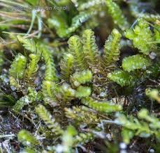 Attēlu rezultāti vaicājumam “Anastrophyllum minutum”