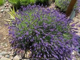 Attēlu rezultāti vaicājumam “Lavandula angustifolia”