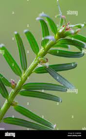 Attēlu rezultāti vaicājumam “Taxus baccata bud”