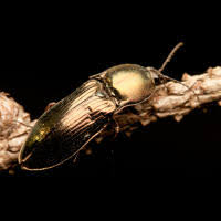 Attēlu rezultāti vaicājumam “Selatosomus aeneus”