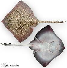 Image result for Raja asterias