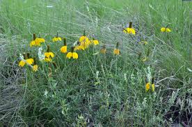Image result for Ratibida columnifera