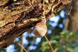 Attēlu rezultāti vaicājumam “Phellinus igniarius”