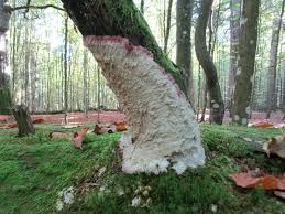 Attēlu rezultāti vaicājumam “Phlebia centrifuga”