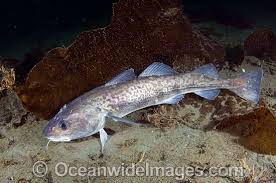 Image result for Gadus macrocephalus