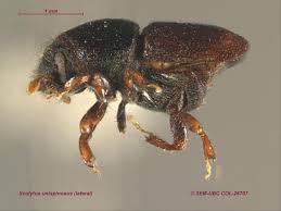 Attēlu rezultāti vaicājumam “Scolytus scolytus, Scolytus multistriatus”