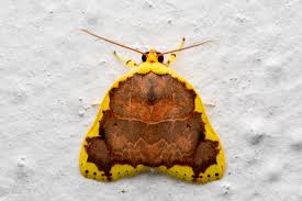 Attēlu rezultāti vaicājumam “Nolidae”