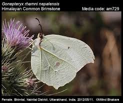 Attēlu rezultāti vaicājumam “Gonepteryx rhamni”