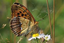 Attēlu rezultāti vaicājumam “Argynnis laodice female”