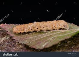 Attēlu rezultāti vaicājumam “Noctua fimbriata larva”