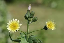 Attēlu rezultāti vaicājumam “Sonchus oleraceus bud”