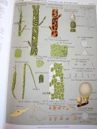 Attēlu rezultāti vaicājumam “Arcyria incarnata young”