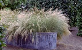 Attēlu rezultāti vaicājumam “Najas tenuissima”