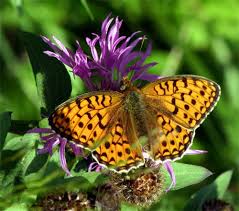 Attēlu rezultāti vaicājumam “Argynnis niobe underside”