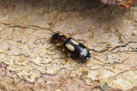 Attēlu rezultāti vaicājumam “Dromius quadrimaculatus”