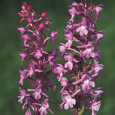 Attēlu rezultāti vaicājumam “Gymnadenia conopsea fruit”