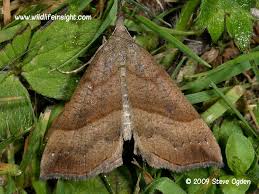 Attēlu rezultāti vaicājumam “Hypena proboscidalis”