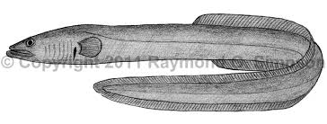 Image result for Anguilla rostrata